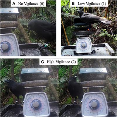 Anti-Predator Vigilance as an Indicator of the Costs and Benefits of Supplemental Feeding in Newly Released ‘Alalā (Corvus hawaiiensis)